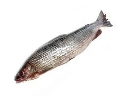 Фото Хариус свежемороженый (1000-1500) грамм)