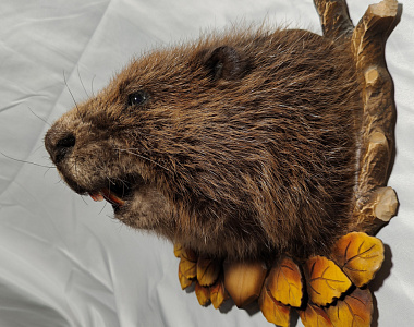 Превью Бобр на медальоне без лап