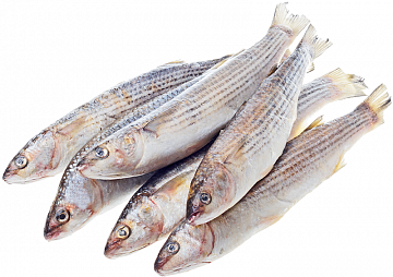 Кефаль Азовская н/р 1000+(коробка 12кг) Фото Кефаль Азовская н/р 1000+(коробка 12кг)