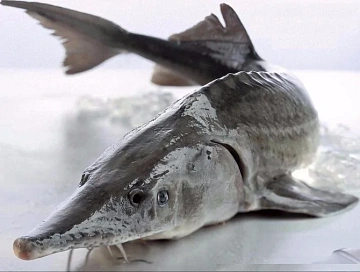 Фото Белуга замороженная без головы потрошеная 6-8 кг