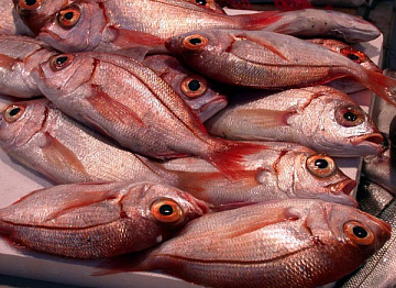 Фото Дорадо розовый дикий (Зубан) 300-500