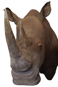 Превью Голова носорога под заказ