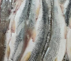 Корюшка азиатская зубастая тихоокеанская свежемороженая 20-35см (20кг мешок)