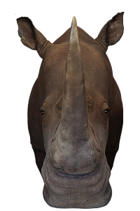Превью Голова носорога под заказ