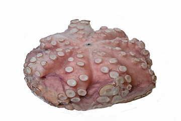 Осьминог Марокко свежемороженый 3-4 кг Фото Осьминог Марокко свежемороженый 3-4 кг