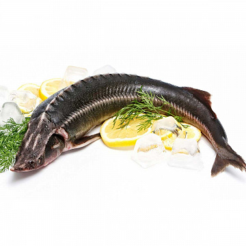 Осётр Ленский свежемороженый дикий (3-6 кг) Фото Осётр Ленский свежемороженый дикий (3-6 кг)