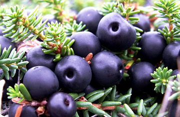 Вороника свежемороженая (10 кг коробка) Фото Вороника свежемороженая (10 кг коробка)