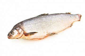 Чир свежемороженый 2-3кг Фото Чир свежемороженый 2-3кг