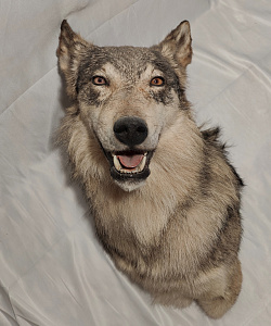 Превью Голова серого волка по грудь