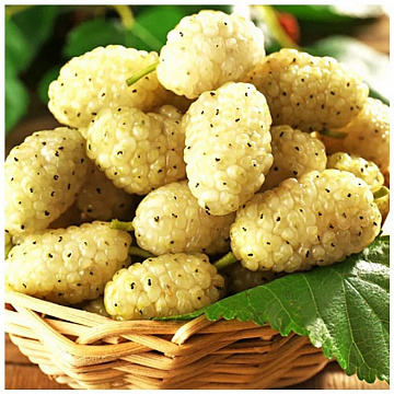 Фото Шелковица свежемороженая белая