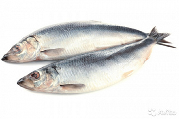 Фото Сельдь Атлантическая свежемороженая неразделанная 350+