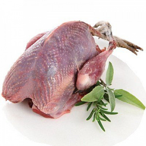 Превью Тетерев в пере