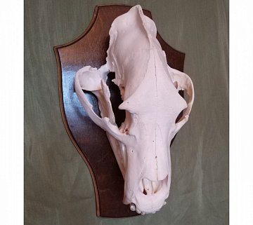 Череп медведя белый Фото Череп медведя белый