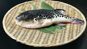 Фото Фугу свежезамороженная