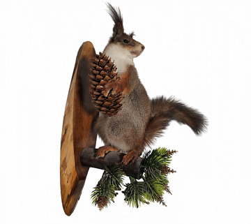 Белка на медальоне с шишкой Фото Белка на медальоне с шишкой