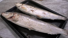 Омуль свежемороженый 0,8-1,2 кг лето 2025г