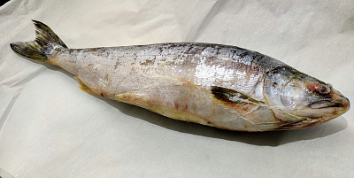 Превью Горбуша свежемороженая непотрошеная 0.8-1,8 кг