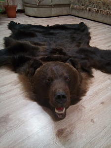 Превью Шкура медведя с головой