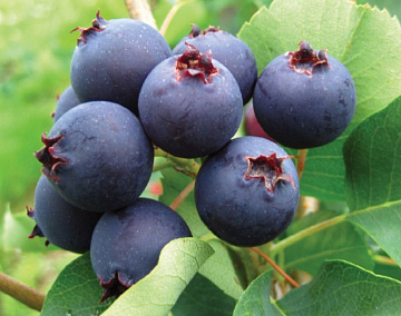 Фото Ирга замороженная 500 грамм