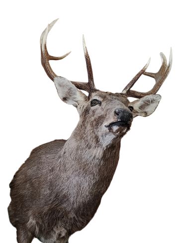 Фото Голова пятнистого оленя с рогами