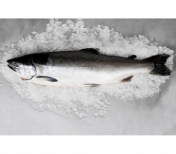 Фото Горбуша свежемороженая непотрошеная 0.8-1,8 кг