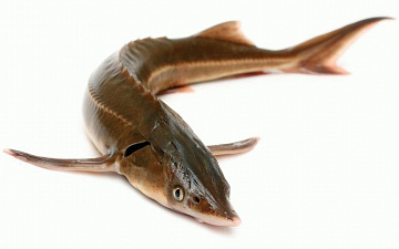 Фото Стерлядь дикая 1,2 - 2 кг (свежемороженая)