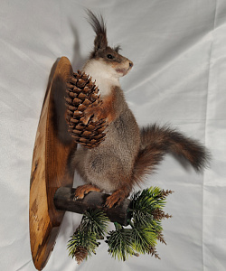 Превью Белка на медальоне с шишкой