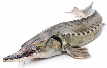 Фото Стерлядь 1,5-2,5 кг непотрошеная аквакультура (свежемороженая)